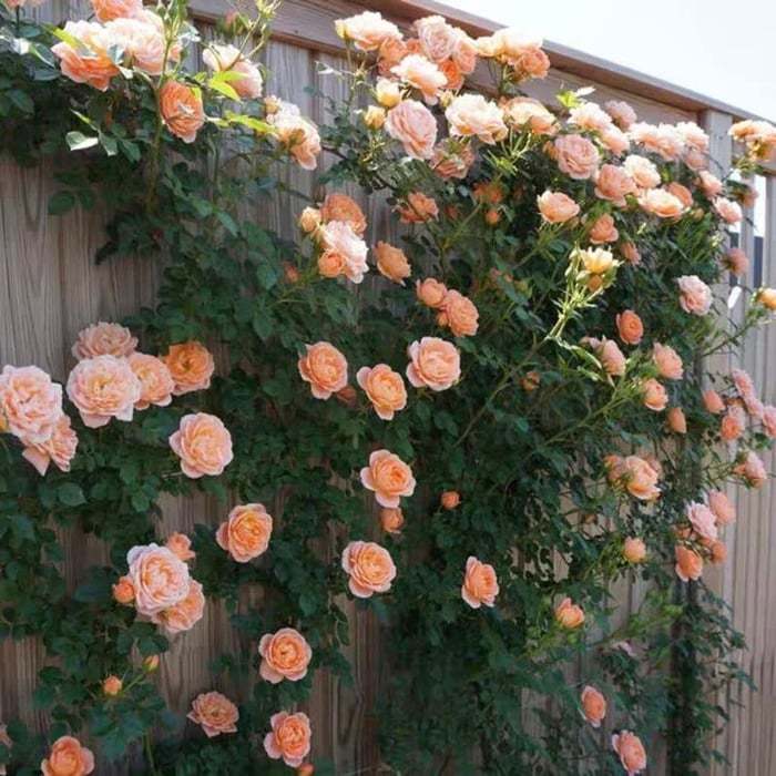 🌺Nasiona róży pnącej