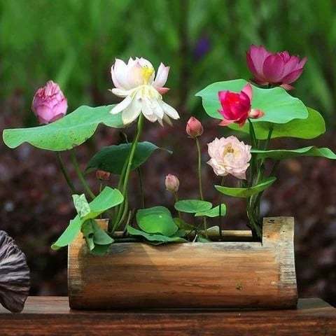💐Święta miska Bonsai Kwiat Lotosu