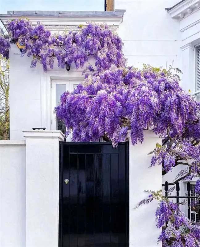 🌸WISTERIA - PIĘKNO KASKADOWE OGRODU PRZEZ CAŁY ROK