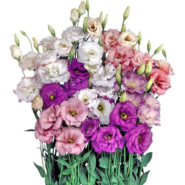 Eustoma bezkolcowa róża💐Lisanthus nasiona