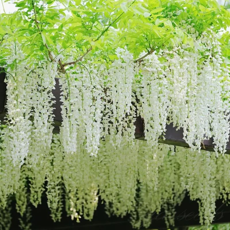🌸WISTERIA - PIĘKNO KASKADOWE OGRODU PRZEZ CAŁY ROK