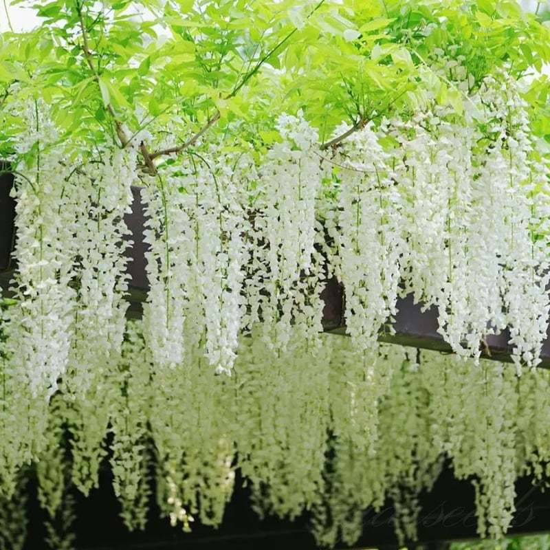 🌸WISTERIA - PIĘKNO KASKADOWE OGRODU PRZEZ CAŁY ROK