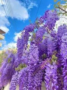 🌸WISTERIA - PIĘKNO KASKADOWE OGRODU PRZEZ CAŁY ROK