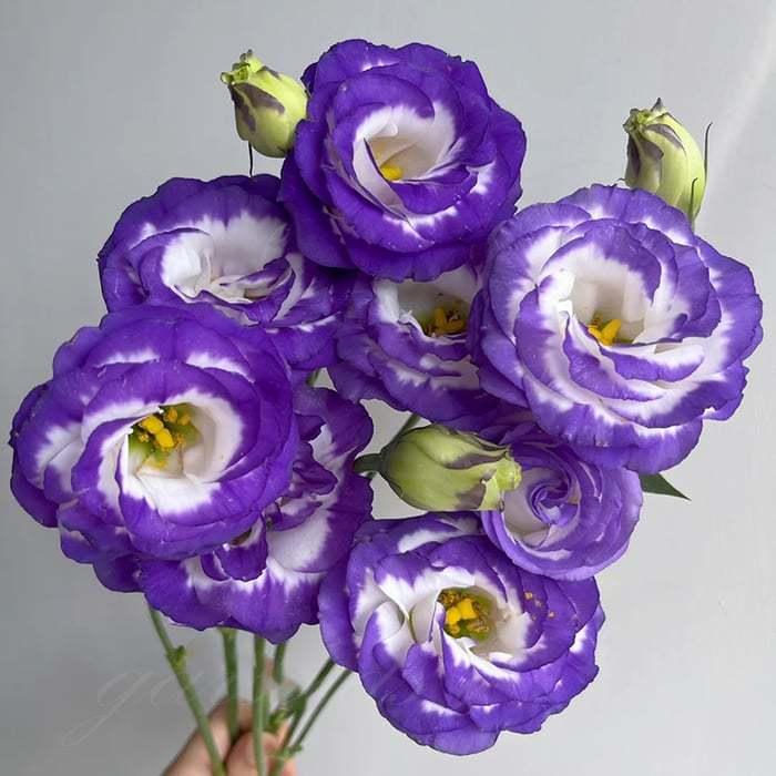 Eustoma bezkolcowa róża💐Lisanthus nasiona