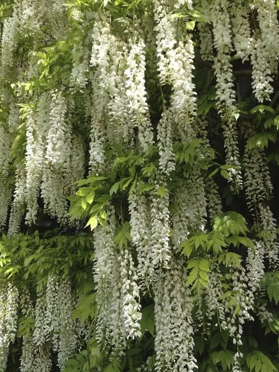 🌸WISTERIA - PIĘKNO KASKADOWE OGRODU PRZEZ CAŁY ROK