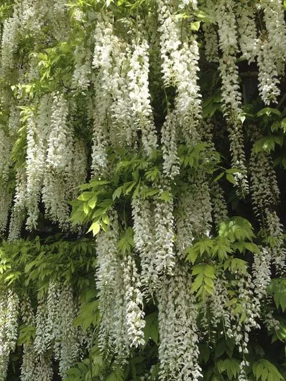 🌸WISTERIA - PIĘKNO KASKADOWE OGRODU PRZEZ CAŁY ROK