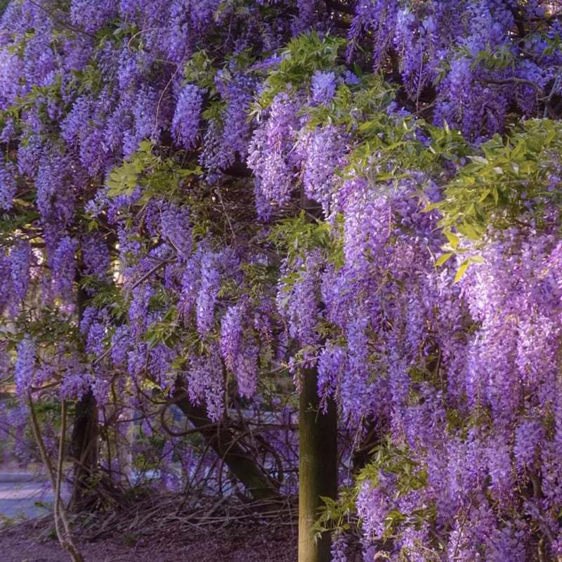 🌸WISTERIA - PIĘKNO KASKADOWE OGRODU PRZEZ CAŁY ROK