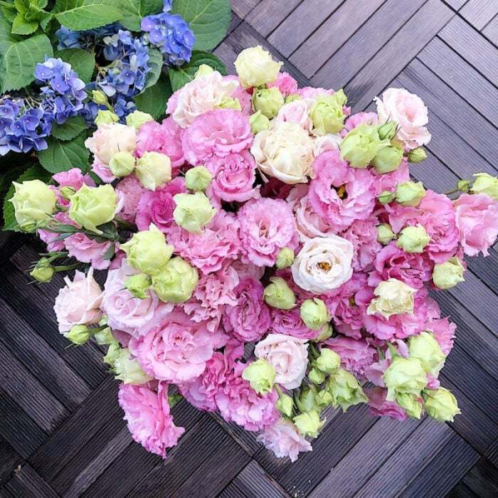 Eustoma bezkolcowa róża💐Lisanthus nasiona