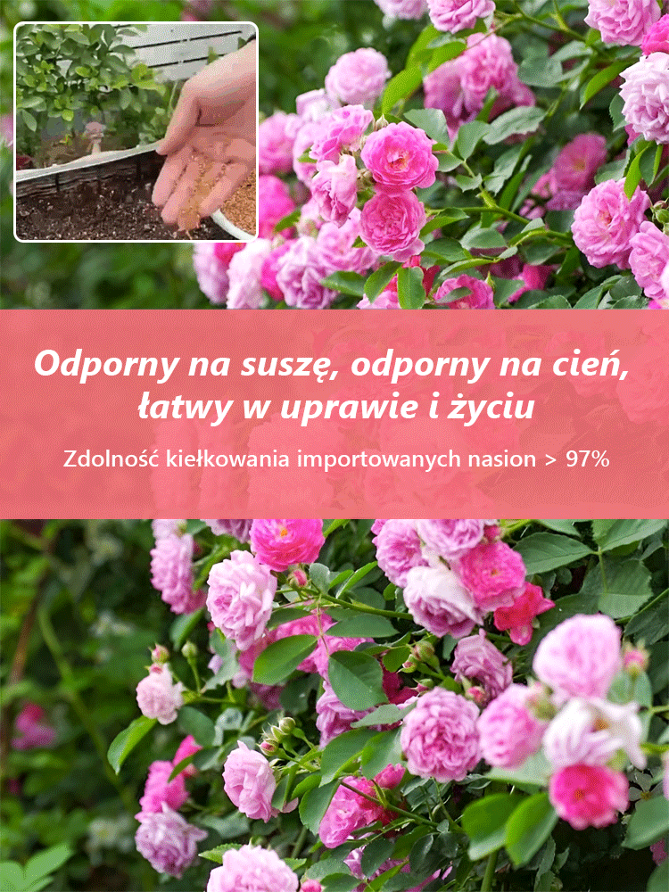 Całoroczne kwitnienie nasiona róż pnących Zanurz się w romantycznym mo