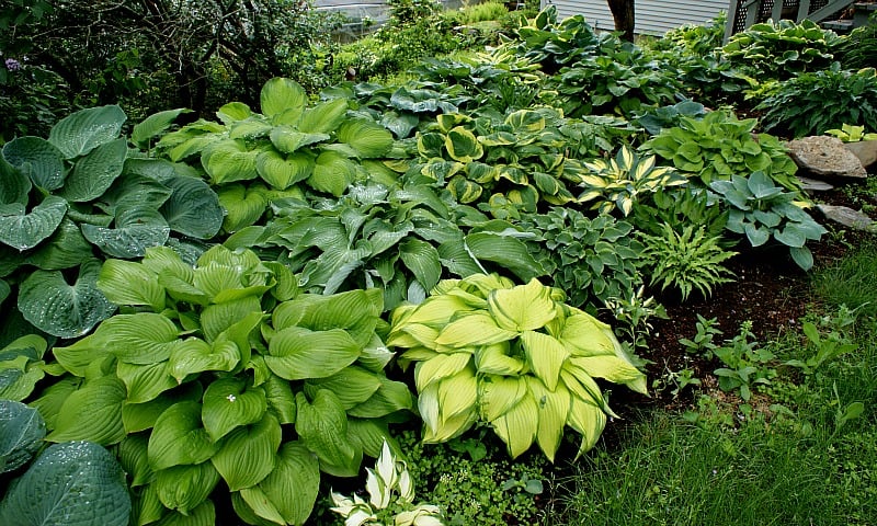 ¿Qué es una hosta y por qué debería cultivarla? - Hostas de NH