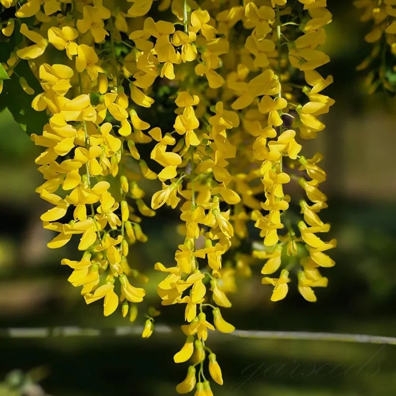 🌸WISTERIA - PIĘKNO KASKADOWE OGRODU PRZEZ CAŁY ROK