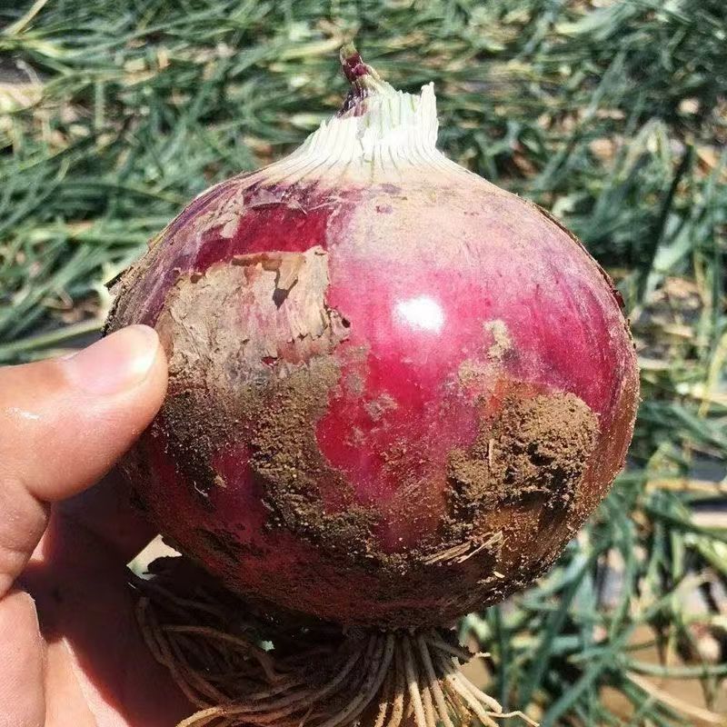 Kompletna kolekcja czterosezonowych nasion warzyw do siewu na balkonach i podwórkach, kolendry, sałaty, truskawek i papryki w pomieszczeniach i na zewnątrz nasiona warzyw
