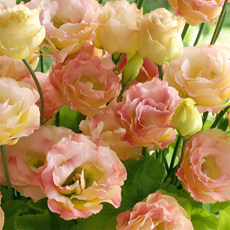 [Kwitnie nawet podczas mroźnej zimy] Nasiona lisianthus najwyższej jakości [Najniższe ceny w sieci] Limitowany czas na zakupy, 80% zniżki!!! Niespodzianka czeka na Ciebie!
