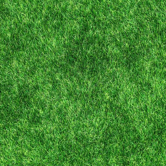 🔥🌱 Nasiona trawy karłowej zimozielonej na cztery pory roku🌾 | Stwórz swój idealny trawnik tutaj🌼