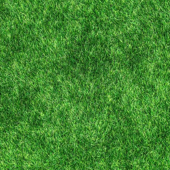 🔥🌱 Nasiona trawy karłowej zimozielonej na cztery pory roku🌾 | Stwórz swój idealny trawnik tutaj🌼