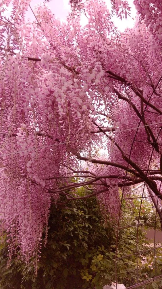 🌸WISTERIA - PIĘKNO KASKADOWE OGRODU PRZEZ CAŁY ROK