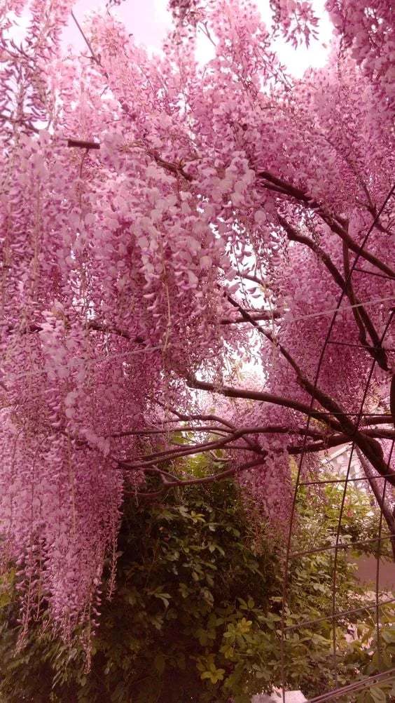 🌸WISTERIA - PIĘKNO KASKADOWE OGRODU PRZEZ CAŁY ROK