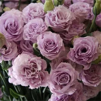[Kwitnie nawet podczas mroźnej zimy] Nasiona lisianthus najwyższej jakości [Najniższe ceny w sieci] Limitowany czas na zakupy, 80% zniżki!!! Niespodzianka czeka na Ciebie!