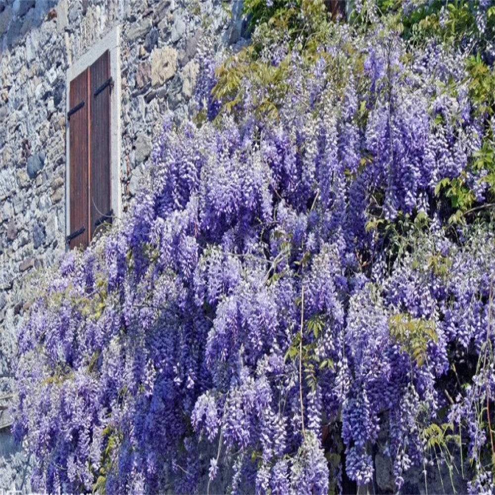 🌸WISTERIA - PIĘKNO KASKADOWE OGRODU PRZEZ CAŁY ROK