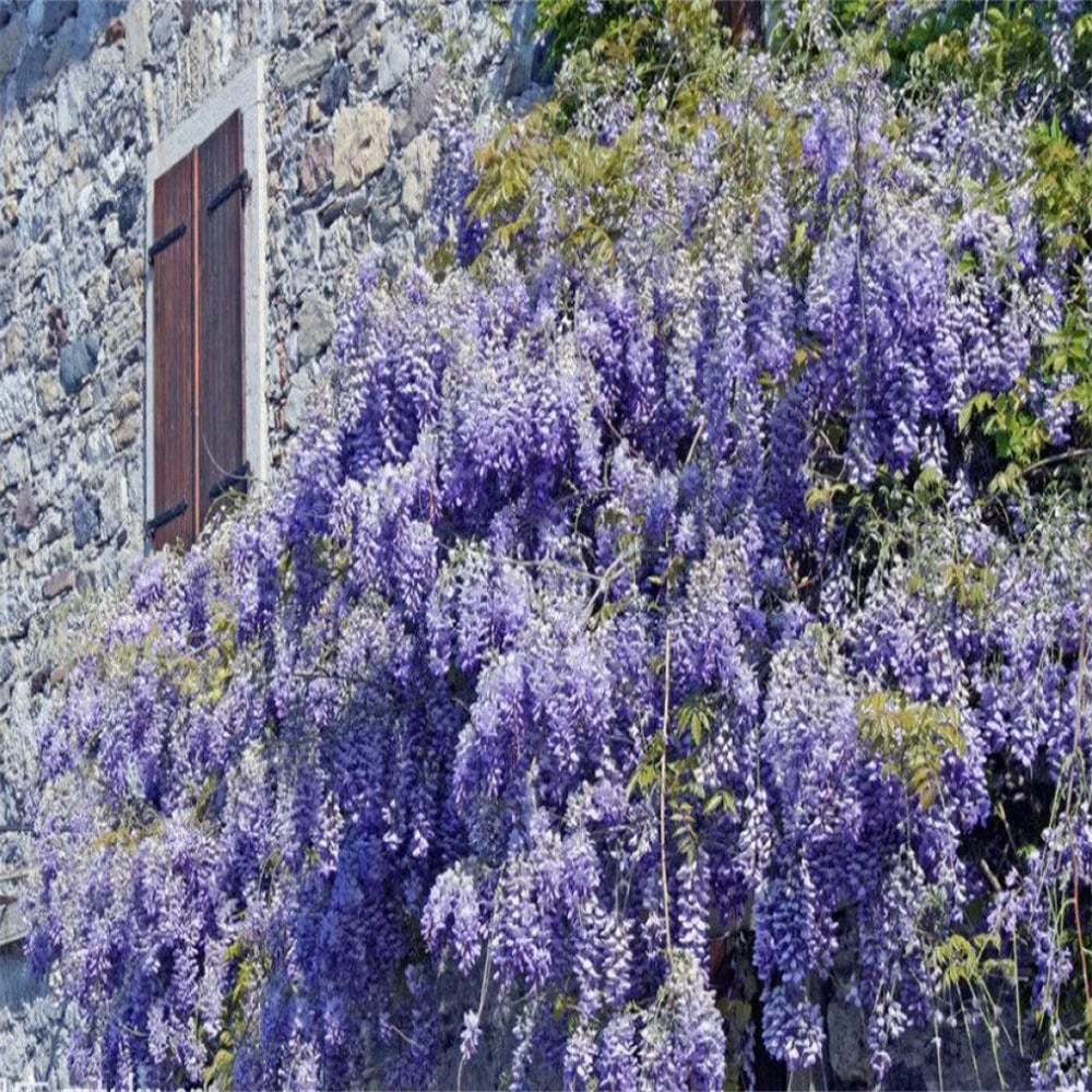🌸WISTERIA - PIĘKNO KASKADOWE OGRODU PRZEZ CAŁY ROK