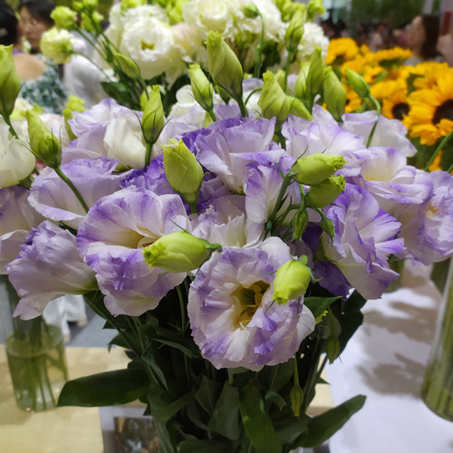 Eustoma bezkolcowa róża💐Lisanthus nasiona