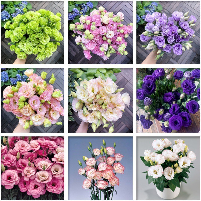 [Kwitnie nawet podczas mroźnej zimy] Nasiona lisianthus najwyższej jakości [Najniższe ceny w sieci] Limitowany czas na zakupy, 80% zniżki!!! Niespodzianka czeka na Ciebie!