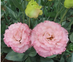 [Kwitnie nawet podczas mroźnej zimy] Nasiona lisianthus najwyższej jak