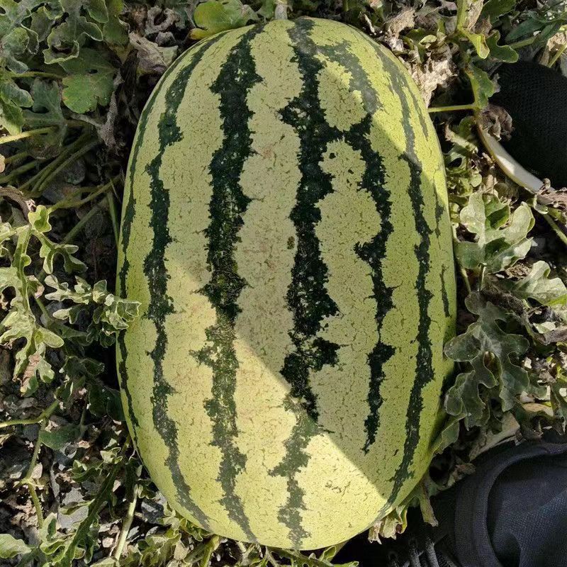 Kompletna kolekcja czterosezonowych nasion warzyw do siewu na balkonach i podwórkach, kolendry, sałaty, truskawek i papryki w pomieszczeniach i na zewnątrz nasiona warzyw