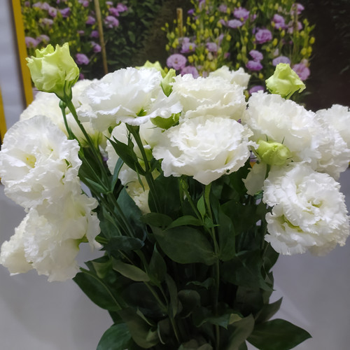 Eustoma bezkolcowa róża💐Lisanthus nasiona