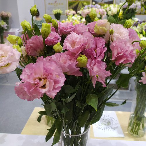 Eustoma bezkolcowa róża💐Lisanthus nasiona