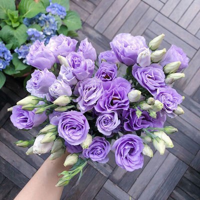 Eustoma bezkolcowa róża💐Lisanthus nasiona