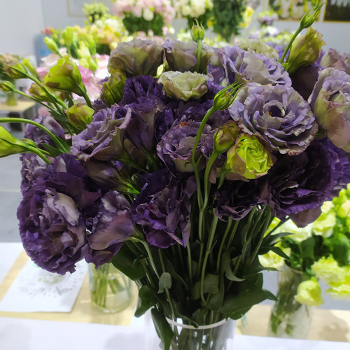 Eustoma bezkolcowa róża💐Lisanthus nasiona
