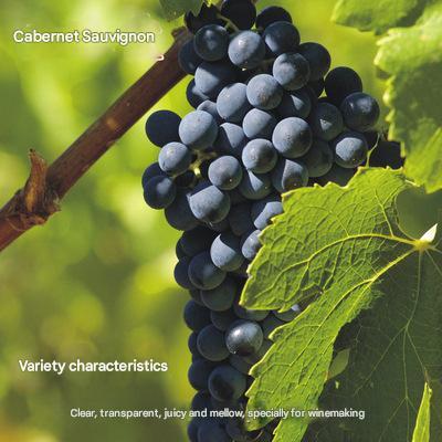 Nasiona olbrzymich winogron: cienkoskóre, duże i bezpestkowe 🍇🌿