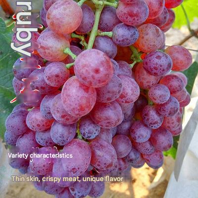 Nasiona olbrzymich winogron: cienkoskóre, duże i bezpestkowe 🍇🌿