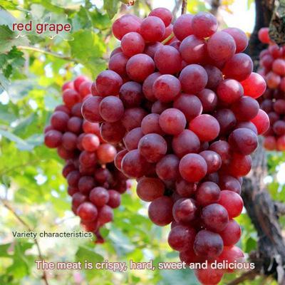 Nasiona olbrzymich winogron: cienkoskóre, duże i bezpestkowe 🍇🌿