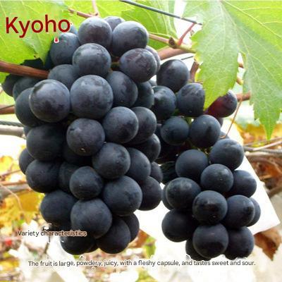 Nasiona olbrzymich winogron: cienkoskóre, duże i bezpestkowe 🍇🌿