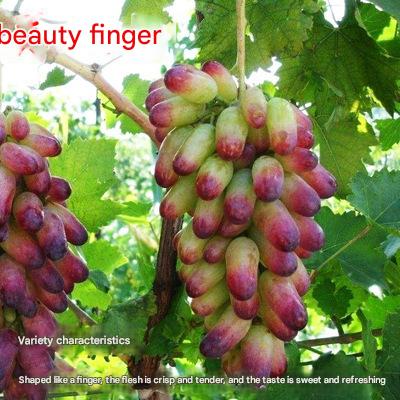 Nasiona olbrzymich winogron: cienkoskóre, duże i bezpestkowe 🍇🌿