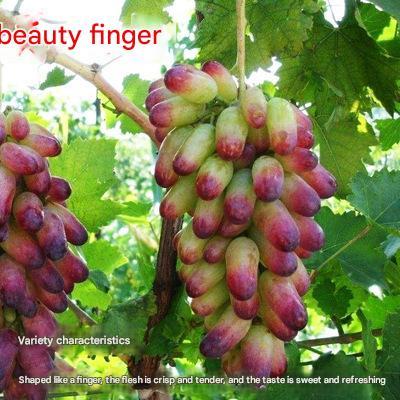 Nasiona olbrzymich winogron: cienkoskóre, duże i bezpestkowe 🍇🌿