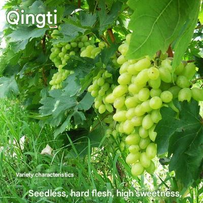 Nasiona olbrzymich winogron: cienkoskóre, duże i bezpestkowe 🍇🌿