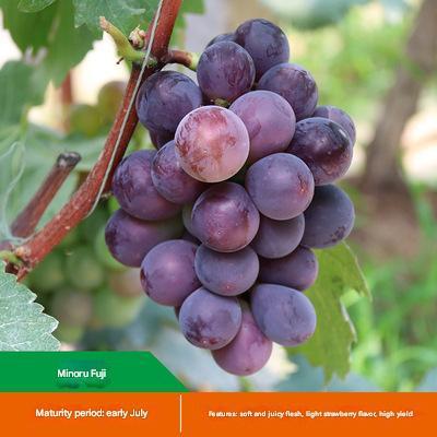 Nasiona olbrzymich winogron: cienkoskóre, duże i bezpestkowe 🍇🌿