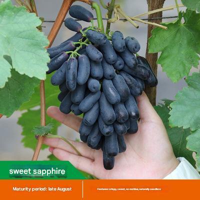 Nasiona olbrzymich winogron: cienkoskóre, duże i bezpestkowe 🍇🌿