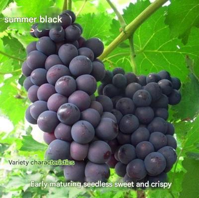 Nasiona olbrzymich winogron: cienkoskóre, duże i bezpestkowe 🍇🌿