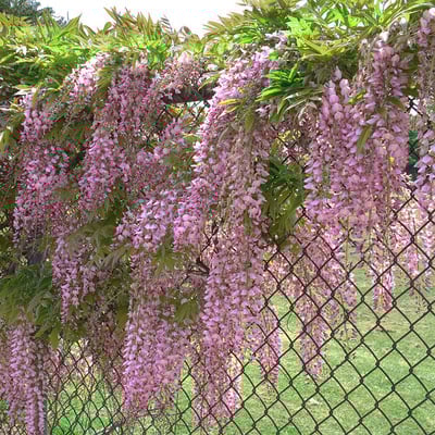 🌸WISTERIA - PIĘKNO KASKADOWE OGRODU PRZEZ CAŁY ROK