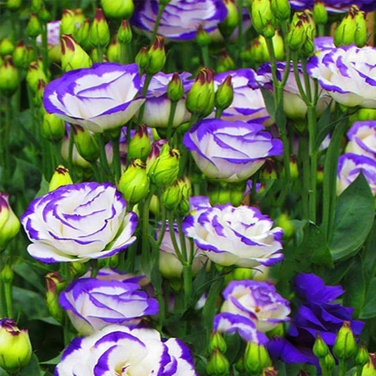 [Kwitnie nawet podczas mroźnej zimy] Nasiona lisianthus najwyższej jakości [Najniższe ceny w sieci] Limitowany czas na zakupy, 80% zniżki!!! Niespodzianka czeka na Ciebie!