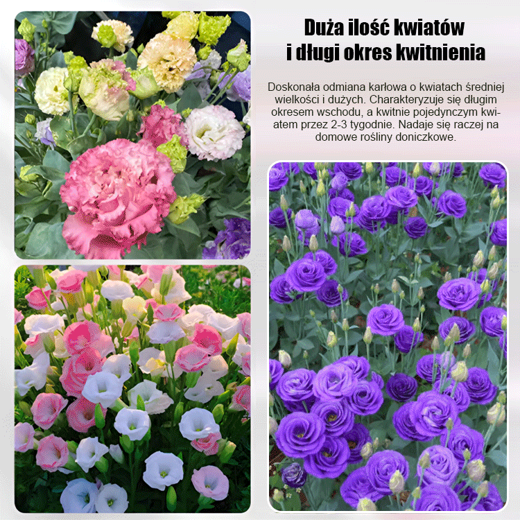 [Kwitnie nawet podczas mroźnej zimy] Nasiona lisianthus najwyższej jakości [Najniższe ceny w sieci] Limitowany czas na zakupy, 80% zniżki!!! Niespodzianka czeka na Ciebie!