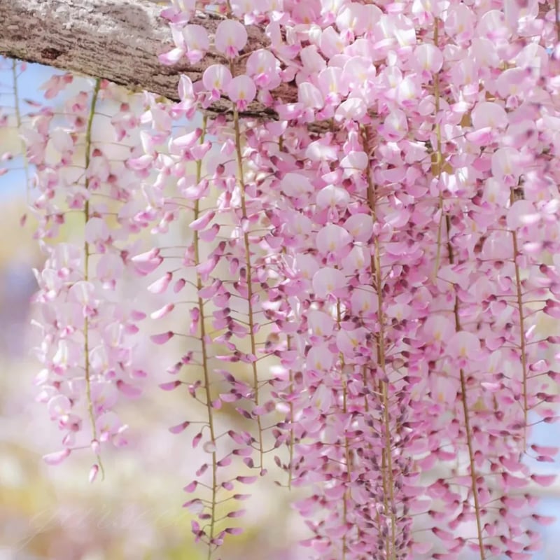 🌸WISTERIA - PIĘKNO KASKADOWE OGRODU PRZEZ CAŁY ROK