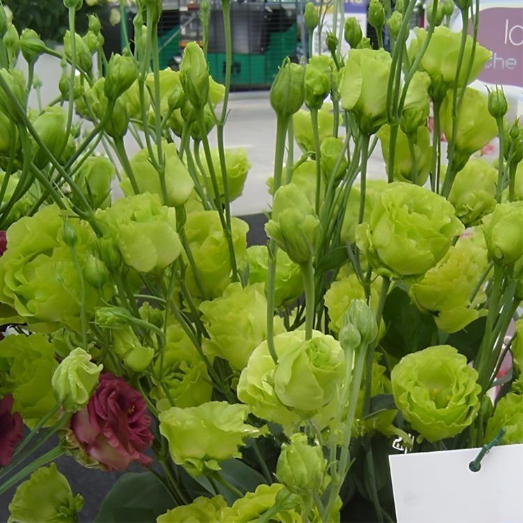 [Kwitnie nawet podczas mroźnej zimy] Nasiona lisianthus najwyższej jakości [Najniższe ceny w sieci] Limitowany czas na zakupy, 80% zniżki!!! Niespodzianka czeka na Ciebie!