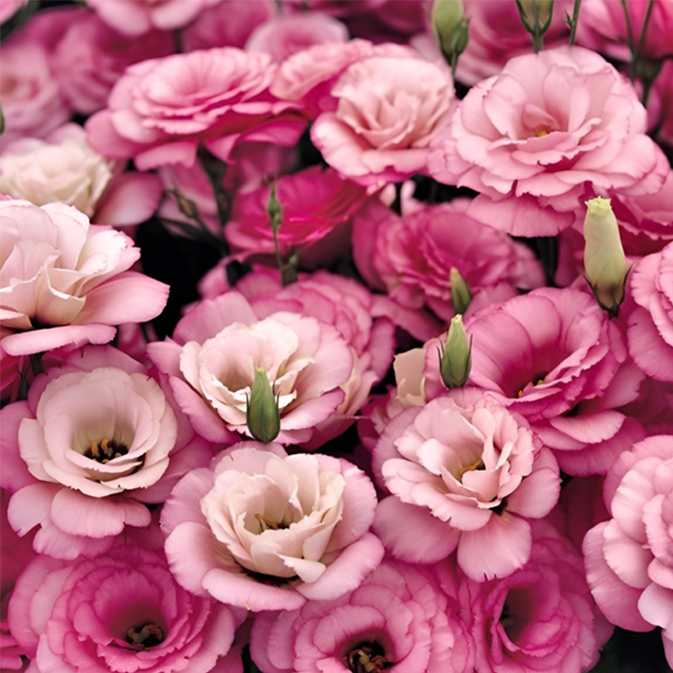 [Kwitnie nawet podczas mroźnej zimy] Nasiona lisianthus najwyższej jakości [Najniższe ceny w sieci] Limitowany czas na zakupy, 80% zniżki!!! Niespodzianka czeka na Ciebie!