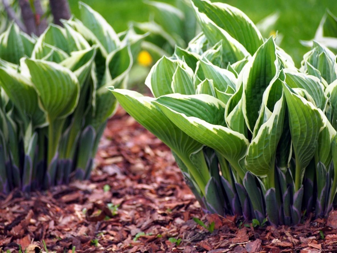 División de plantas Hosta: cómo y cuándo dividir una planta Hosta... División de plantas Hosta: cómo y cuándo dividir una planta Hosta...