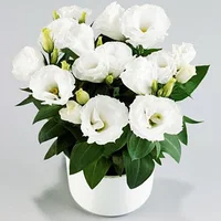 [Kwitnie nawet podczas mroźnej zimy] Nasiona lisianthus najwyższej jakości [Najniższe ceny w sieci] Limitowany czas na zakupy, 80% zniżki!!! Niespodzianka czeka na Ciebie!